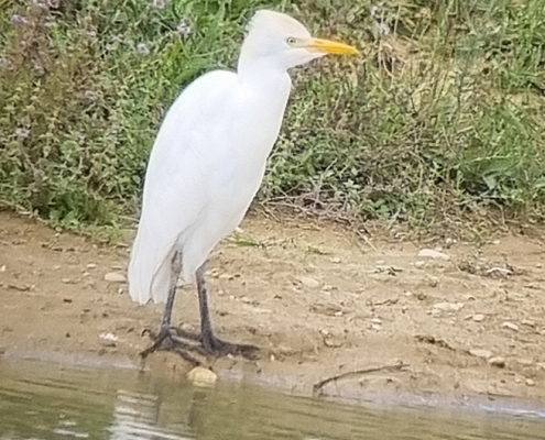 Koereiger